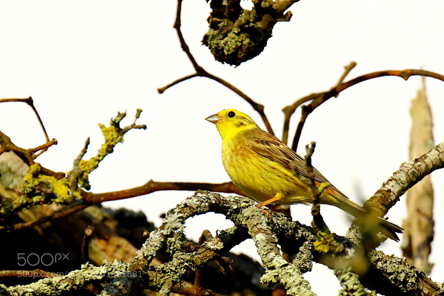 Canon EOS 7D Mark II sample photo. Bruant jaune photography