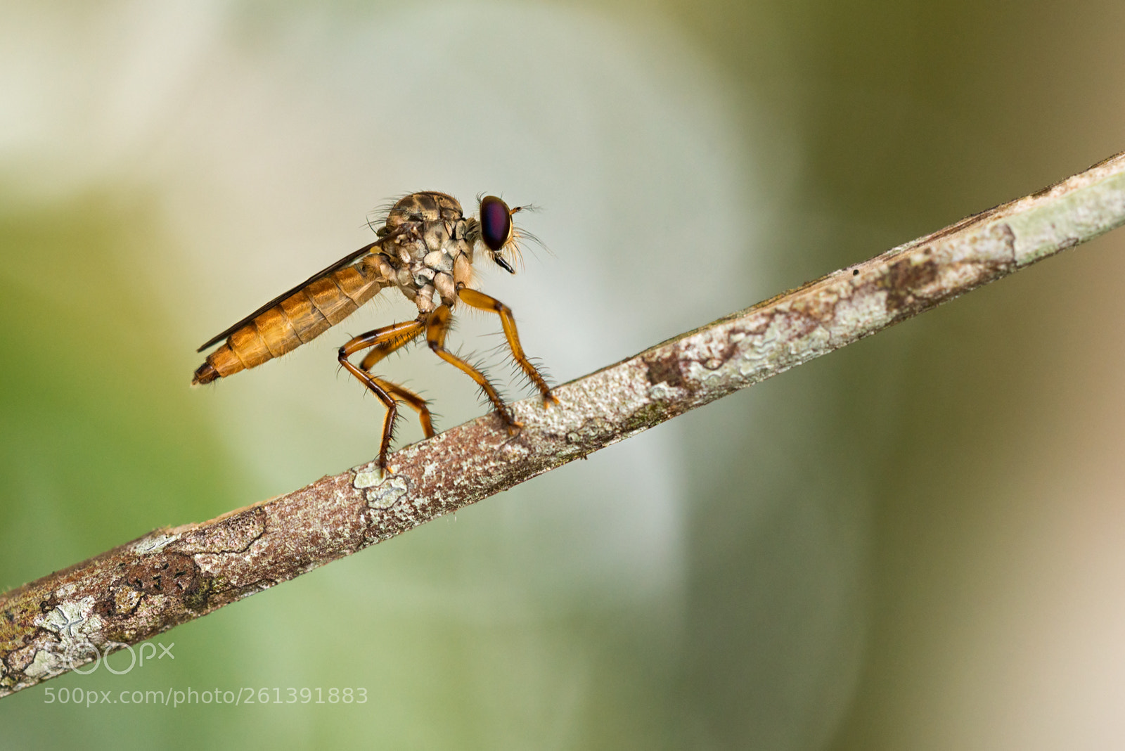 Nikon D800 sample photo. - asilidae - photography