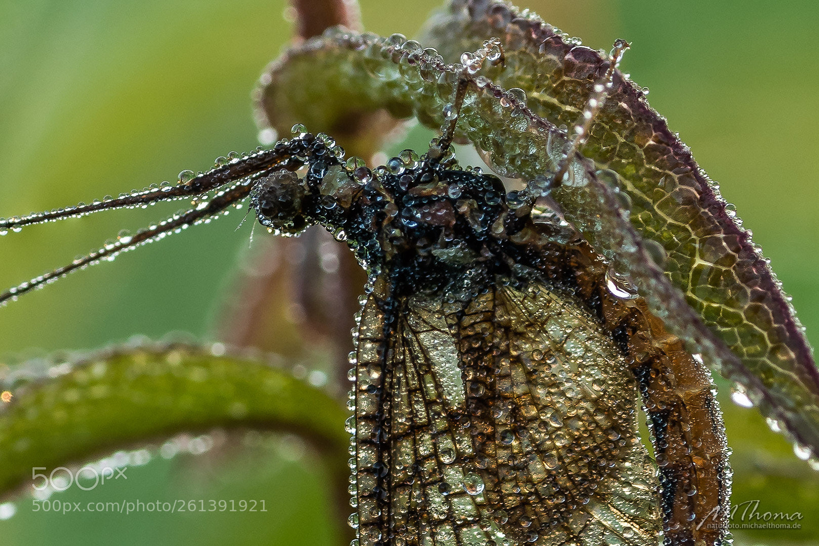 Nikon D810 sample photo. Taubedeckte eintagsfliege photography