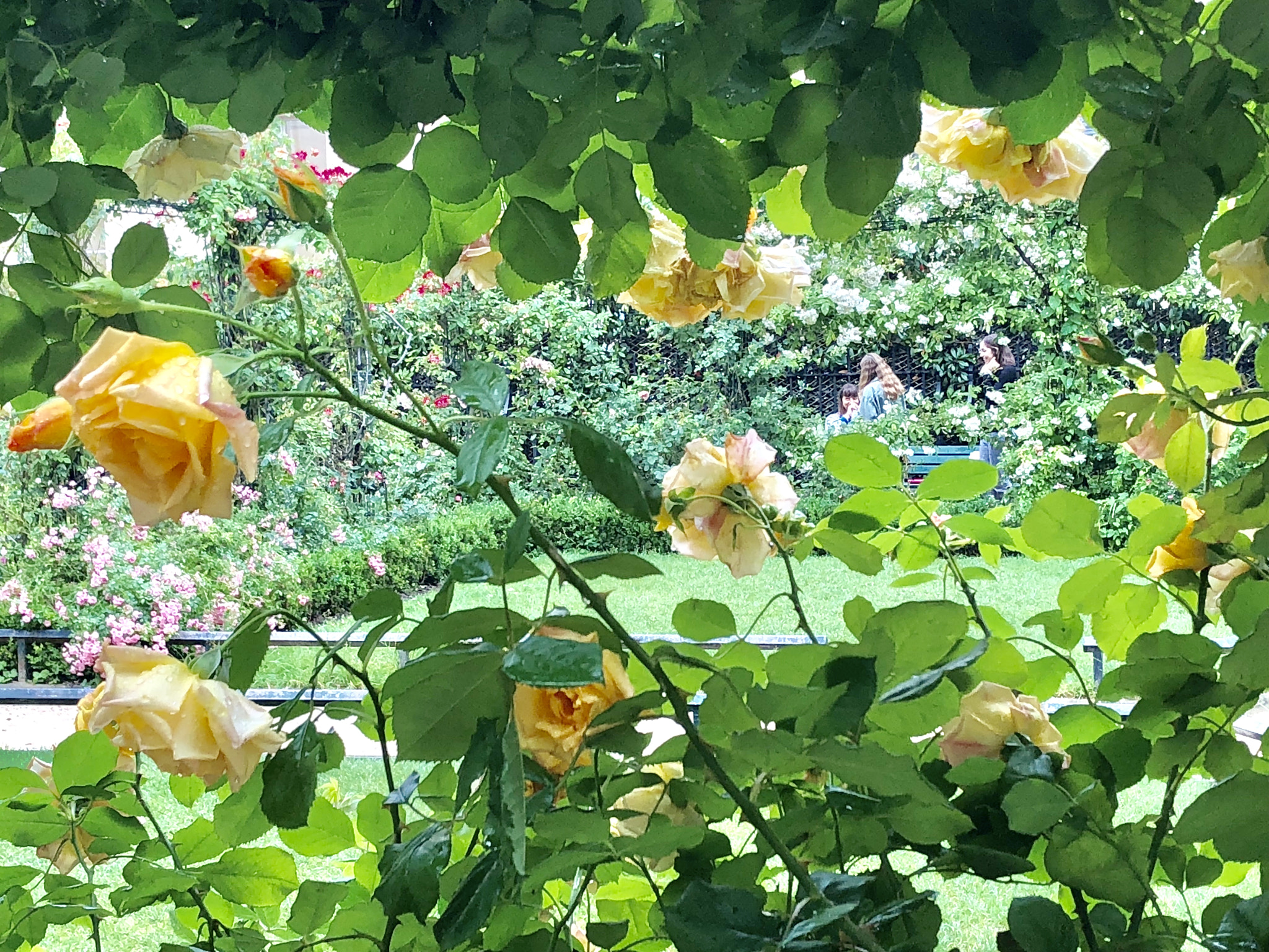 Apple iPhone 8 sample photo. Small is beautiful photography