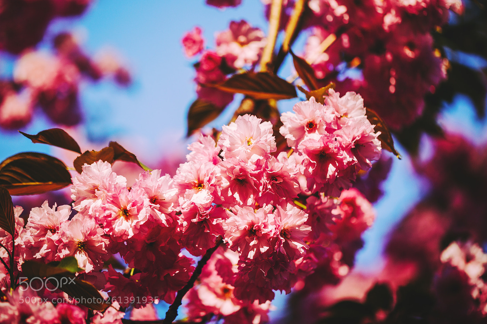 Canon EOS 6D sample photo. Sakura in bloom photography