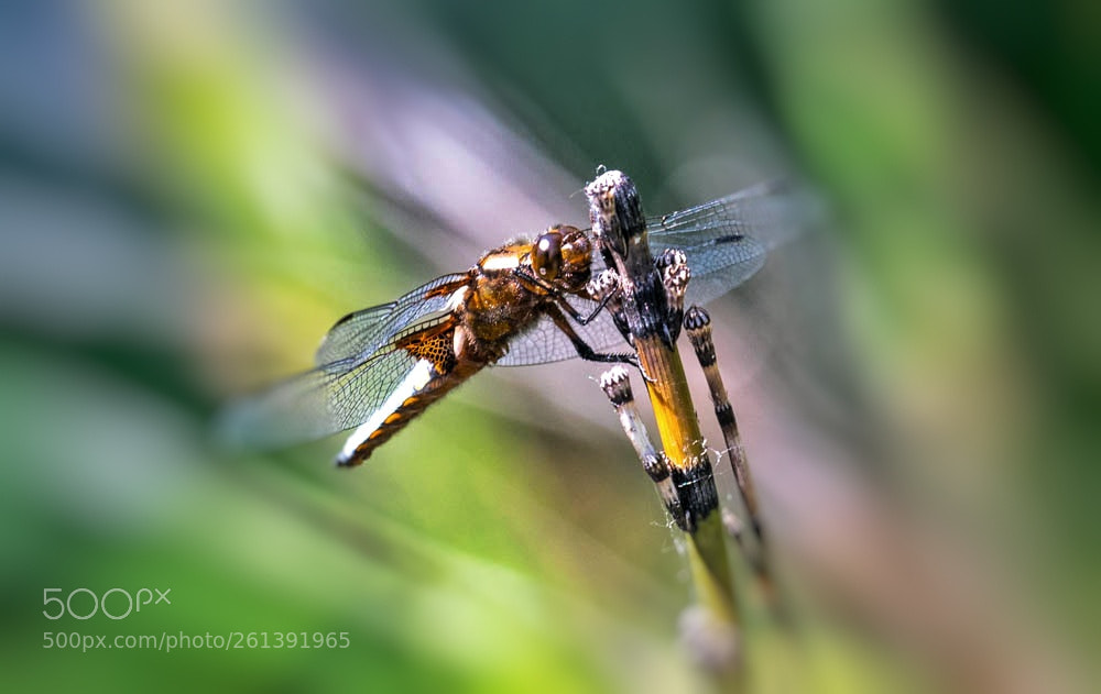 Nikon D500 sample photo. Libellule photography