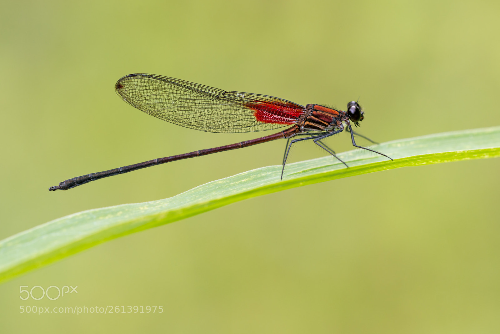 Nikon D800 sample photo. - hetaerina sp. - photography