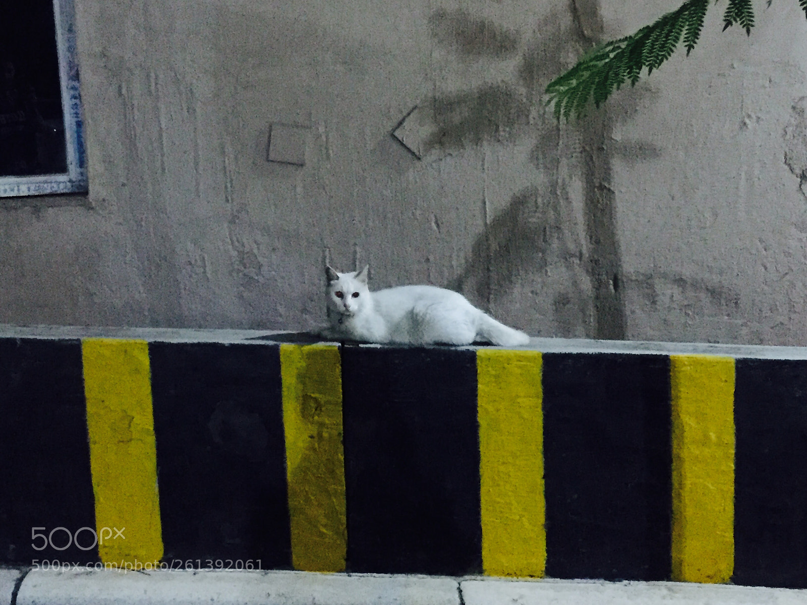 Apple iPhone 6 sample photo. 好久不见 photography