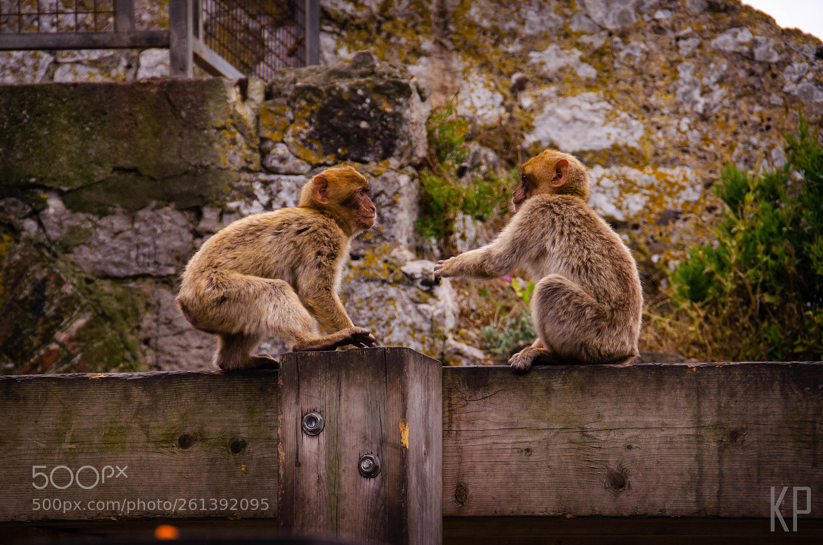 Nikon D5100 sample photo. Monkey business photography