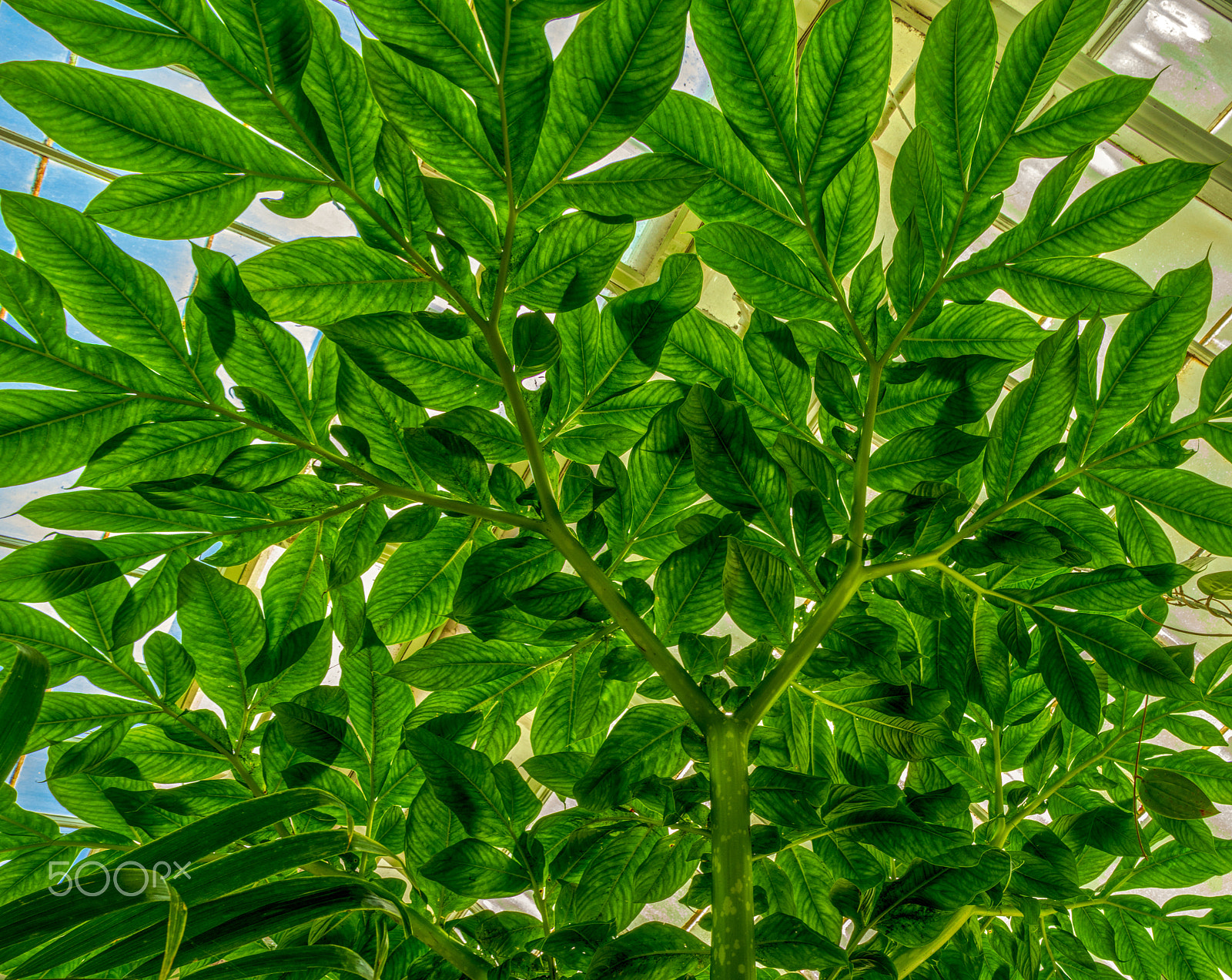 Pentax K-3 II sample photo. Green photography