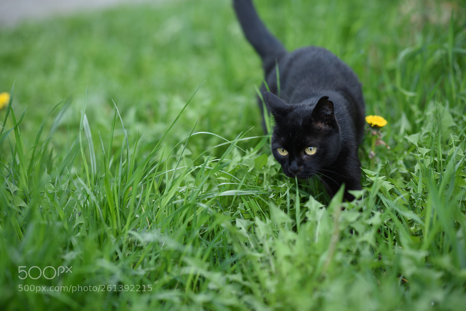 Nikon D810 sample photo. Black cat 2 photography