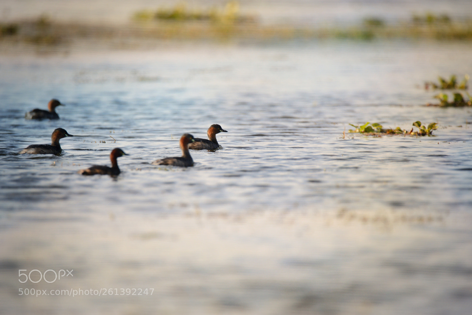 Nikon D610 sample photo. Pattern of whistling ducks photography