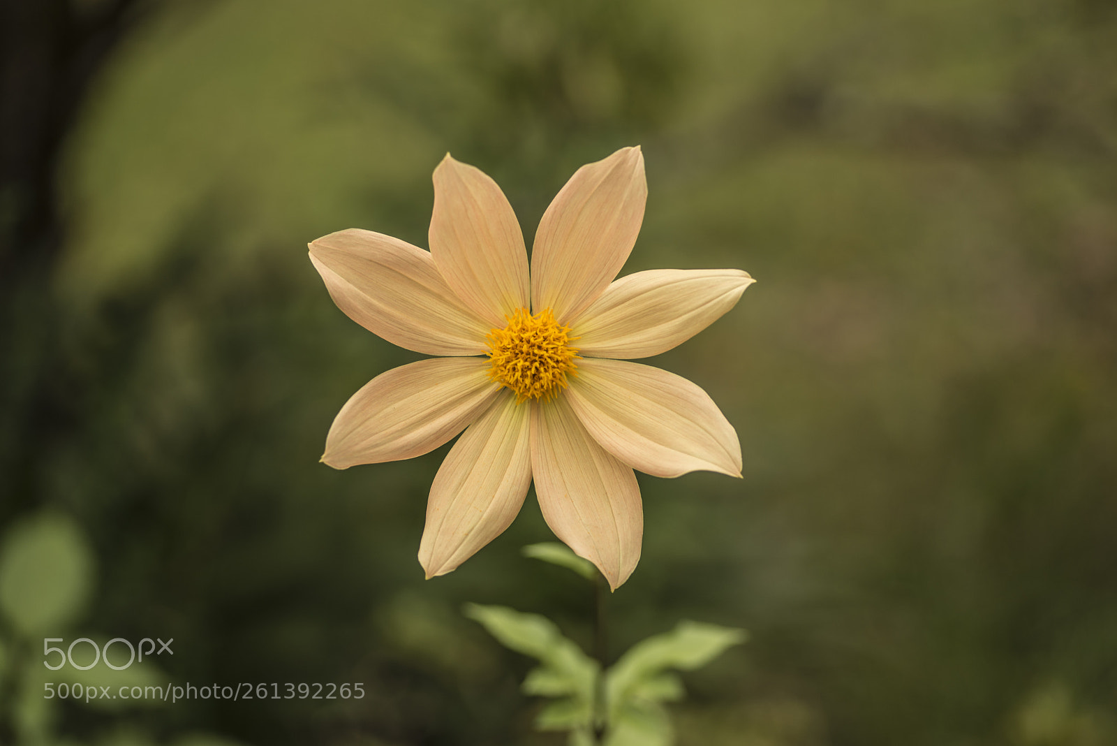 Nikon D600 sample photo. Yellow flower photography