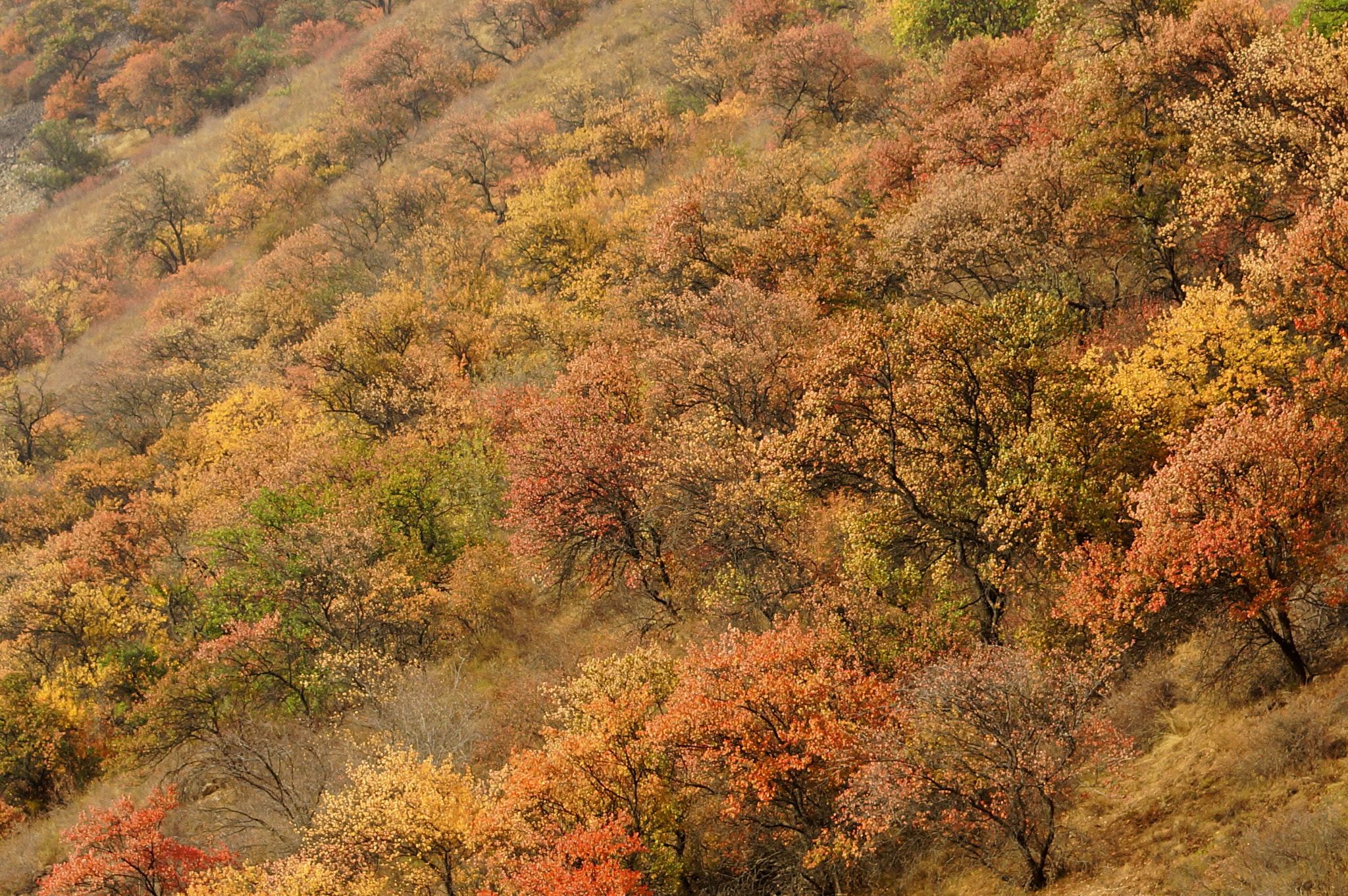 Sony SLT-A77 sample photo. Autumn in mountains photography