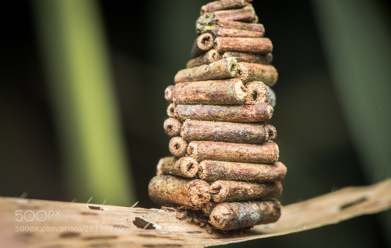 Nikon D810 sample photo. Bagworm shelter photography