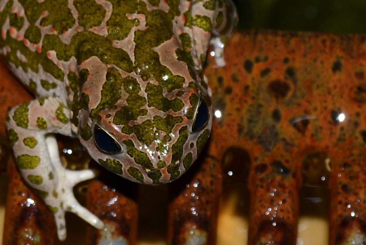 Nikon D5100 + Nikon AF-S DX Nikkor 18-55mm F3.5-5.6G II sample photo. Frog or toad? photography