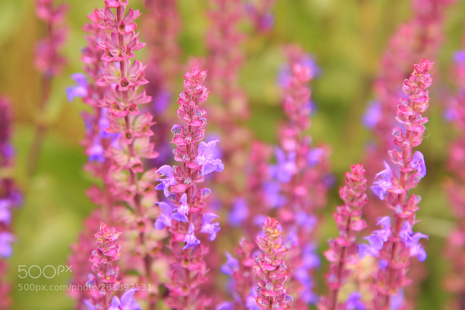 Canon EOS 60D sample photo. In the field photography