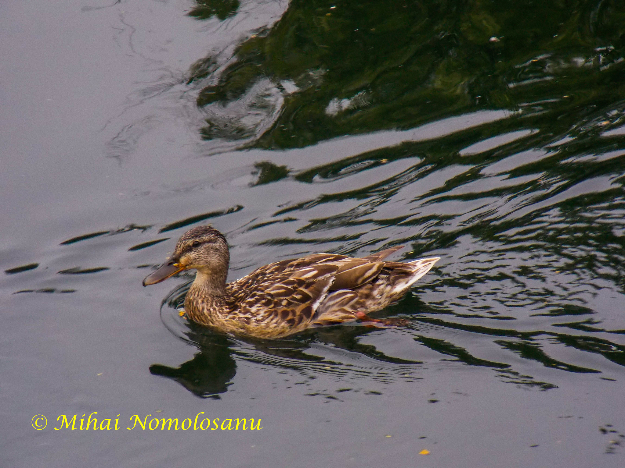 Nikon COOLPIX L320 sample photo. Duckling photography