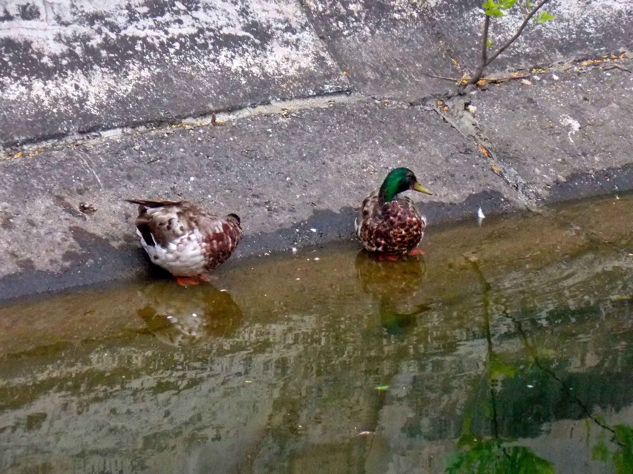 Nikon COOLPIX L320 sample photo. Ducks photography