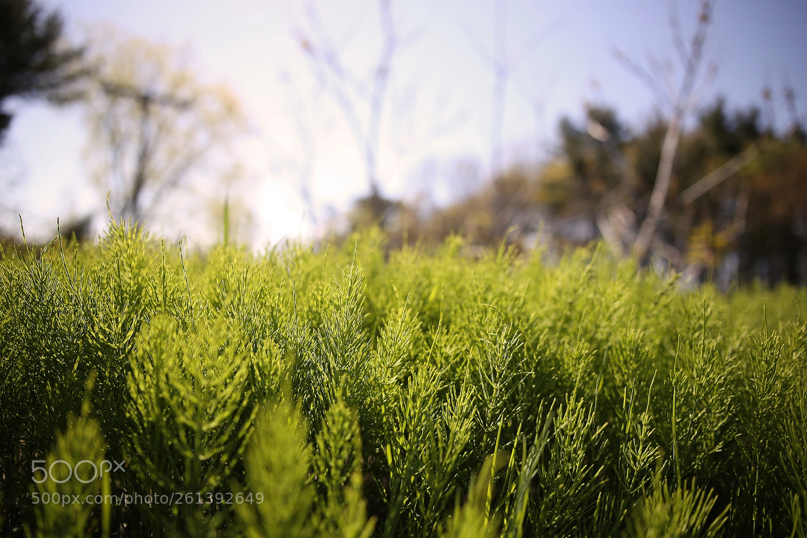 Canon EOS 6D sample photo. Nature photography