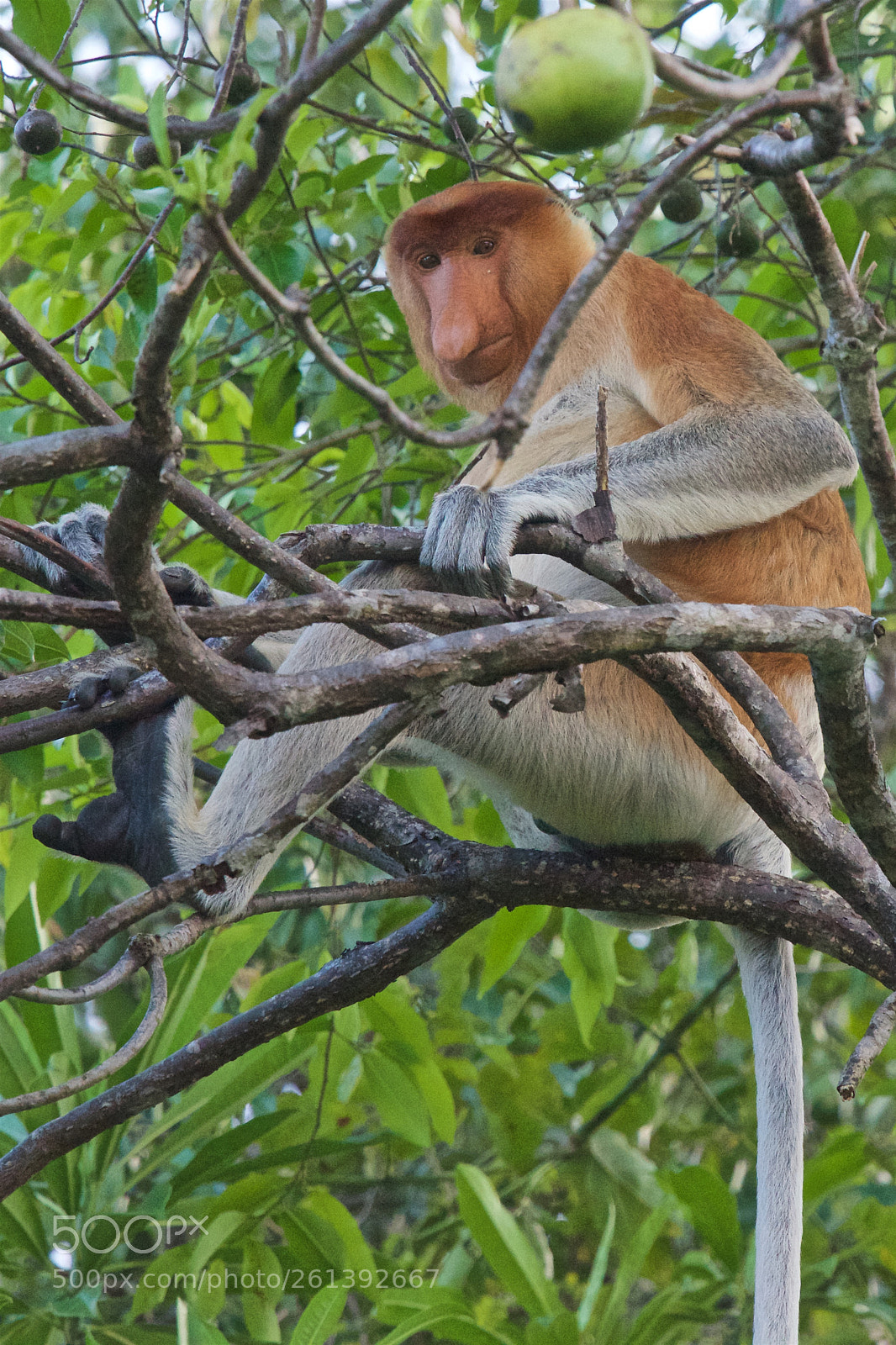 Nikon D750 sample photo. Proboscis monkey photography