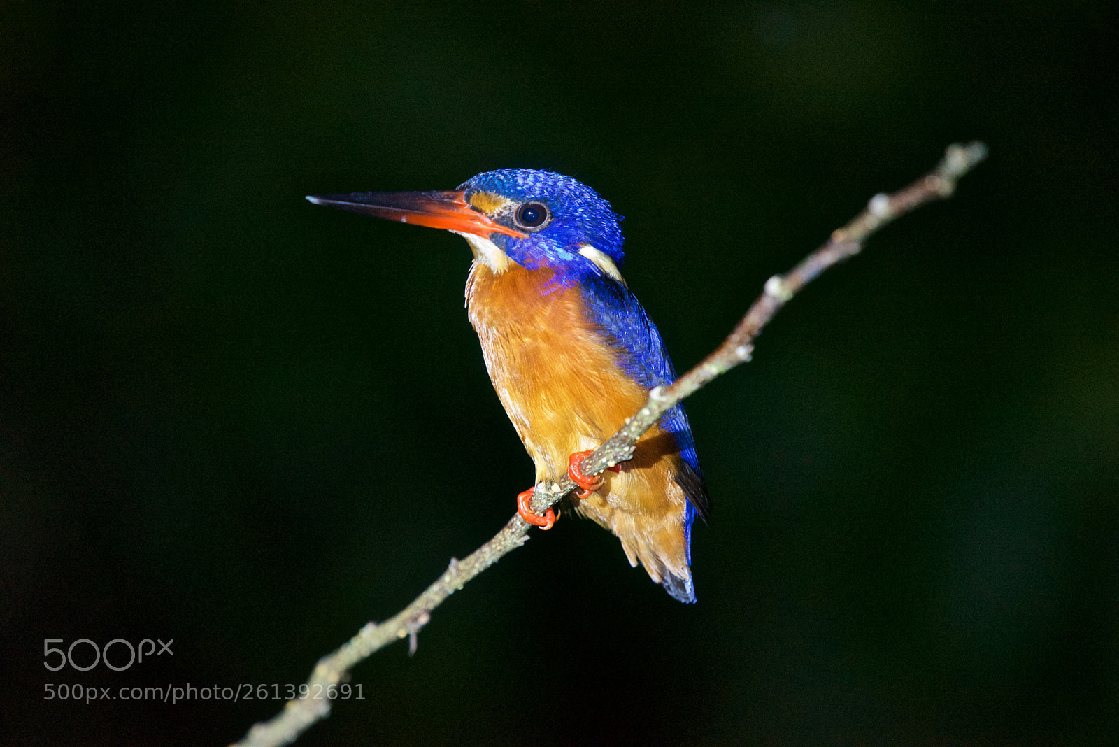 Nikon D750 sample photo. Kingfisher photography