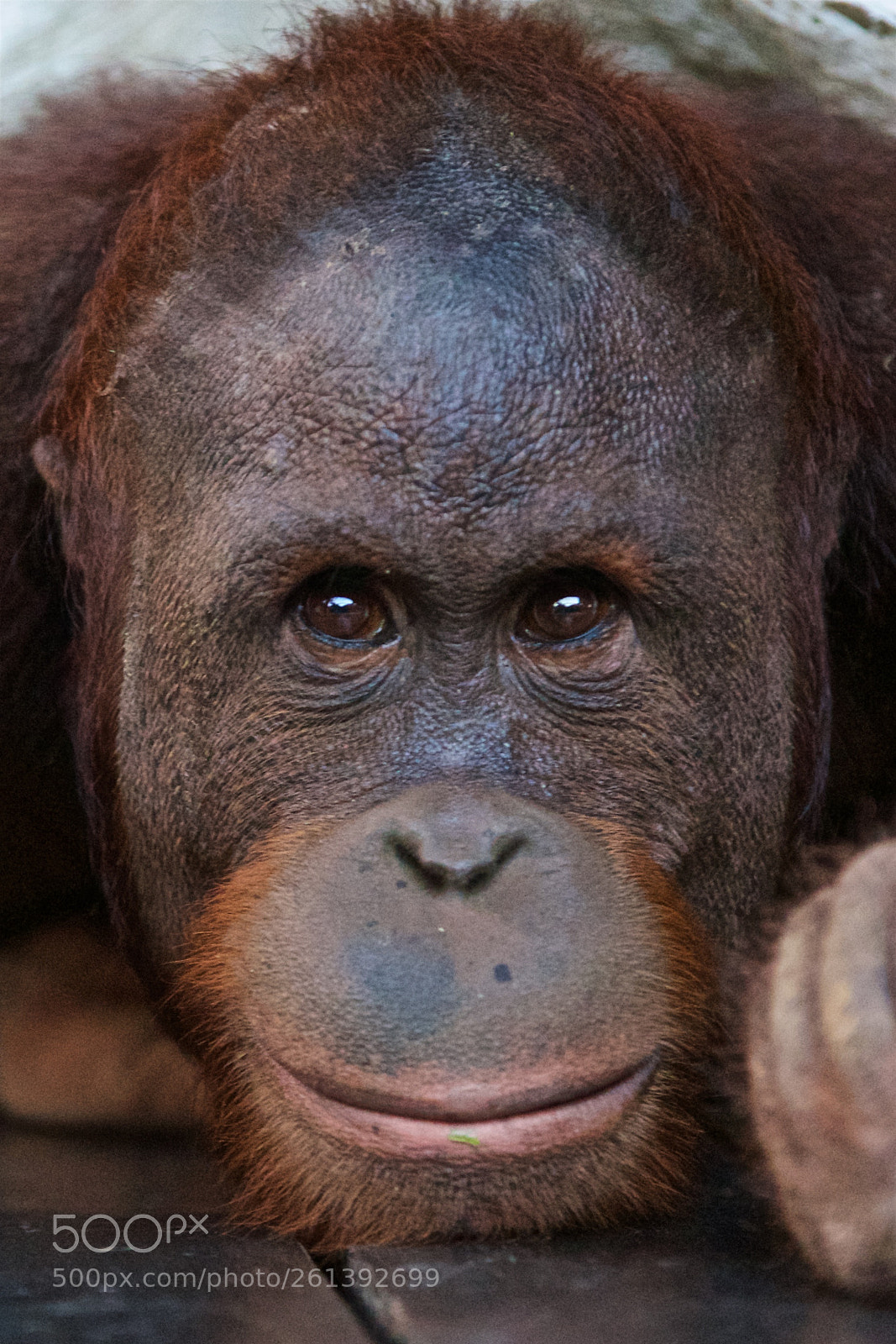 Nikon D750 sample photo. Orangutan photography