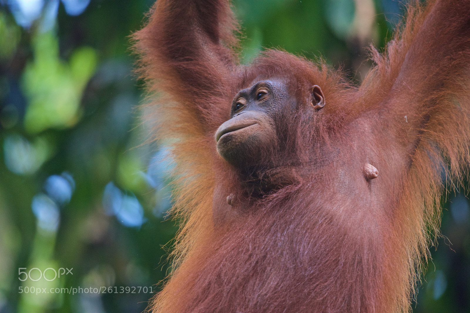 Nikon D750 sample photo. Orangutan photography