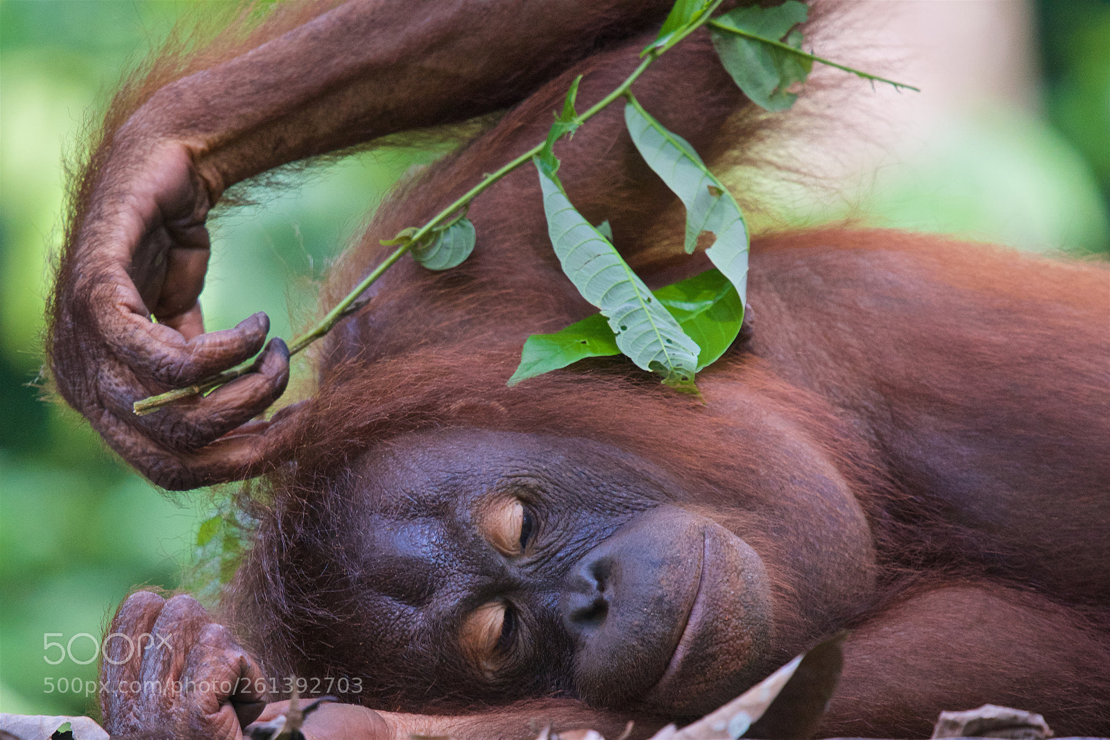 Nikon D750 sample photo. Orangutan photography