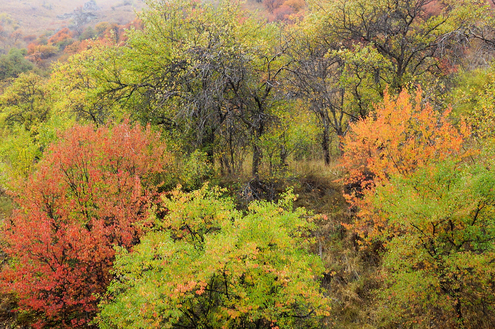 Sony SLT-A77 sample photo. Fall photography