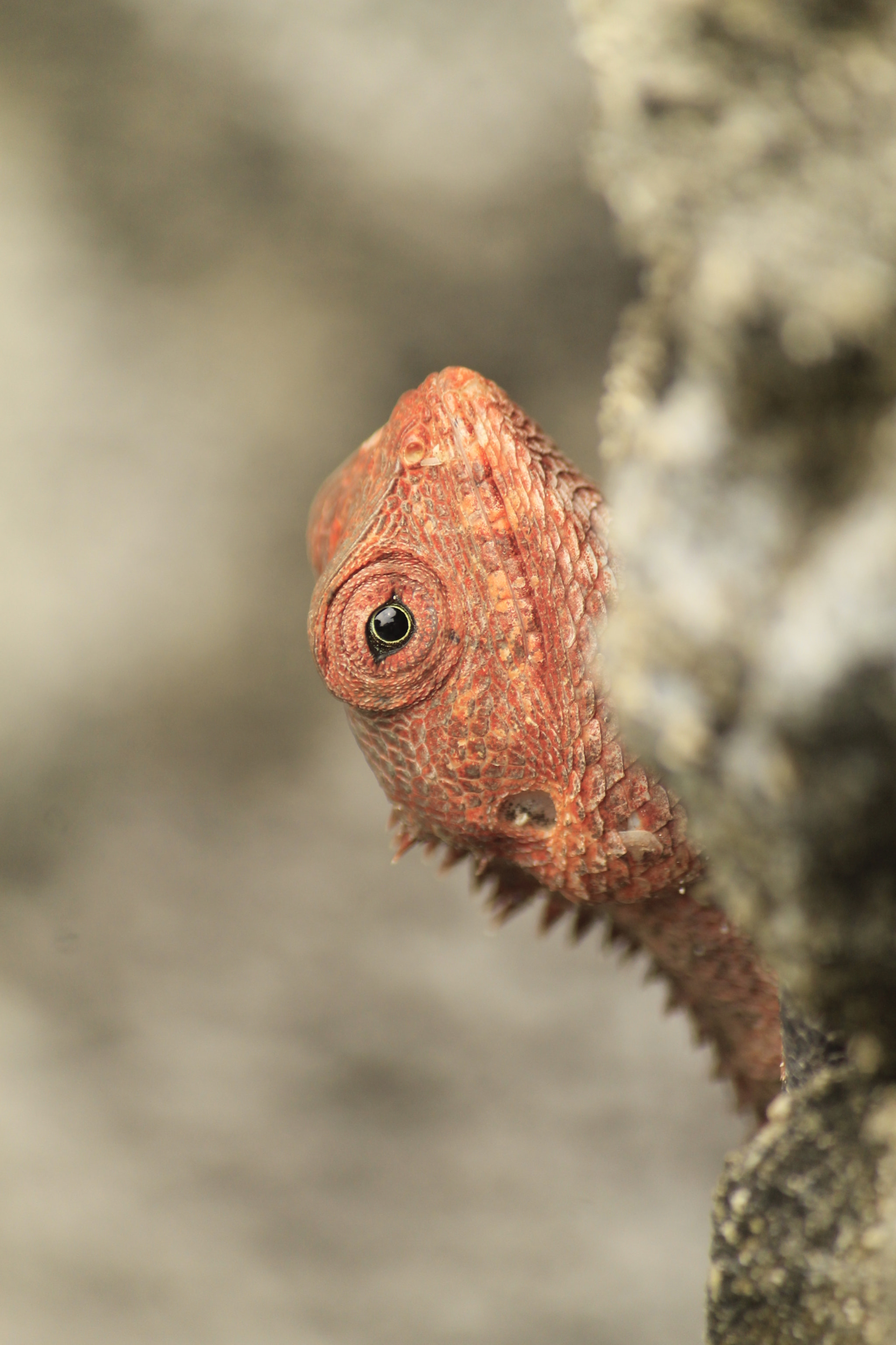 Canon EF-S 55-250mm F4-5.6 IS sample photo. Staring lizard photography