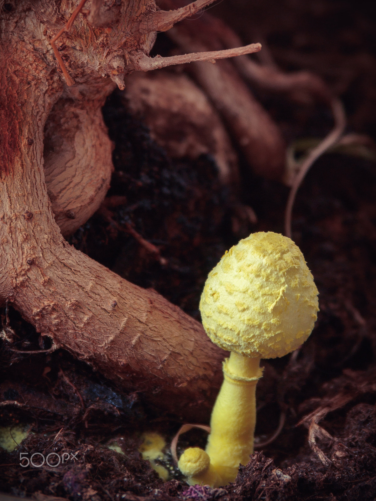 Olympus PEN E-P2 sample photo. Yellow houseplant mushroom photography