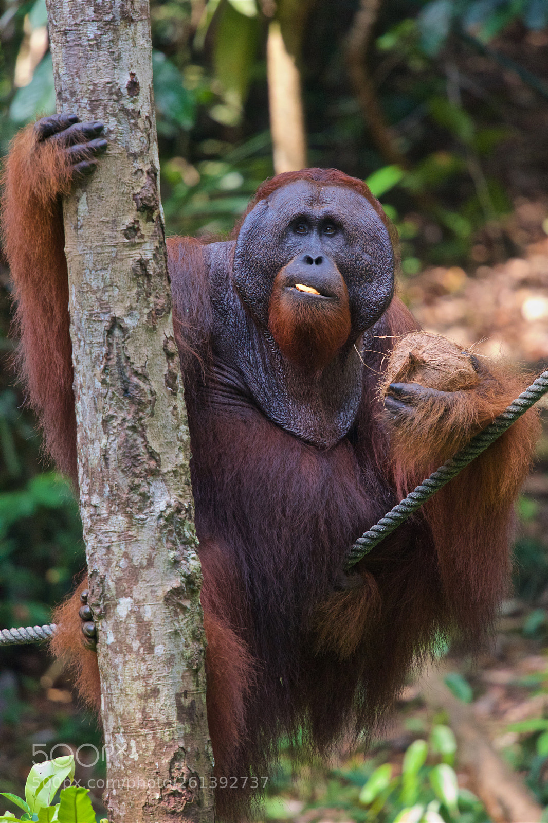 Nikon D750 sample photo. Orangutan photography
