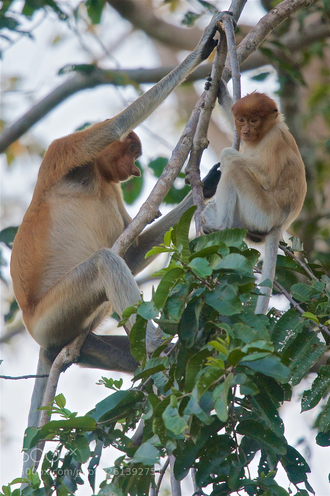 Nikon D750 sample photo. Proboscis monkey photography