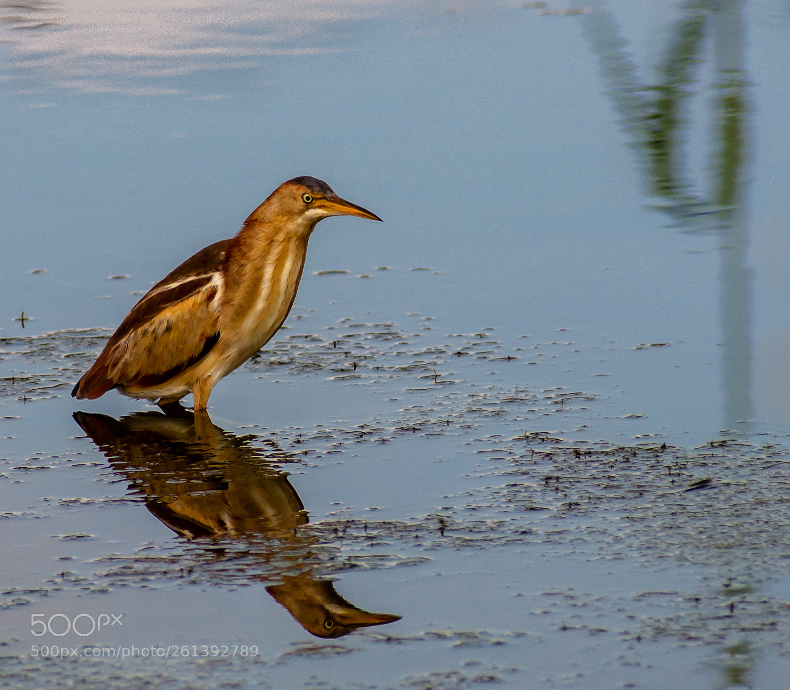 Nikon D7200 sample photo. Least bittern photography