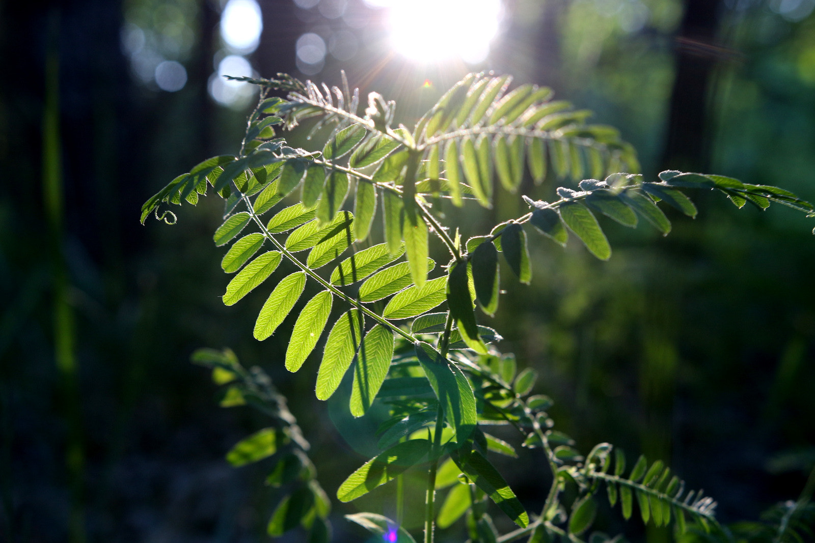 Sigma 18-35mm f/1.8 DC HSM sample photo. Img photography