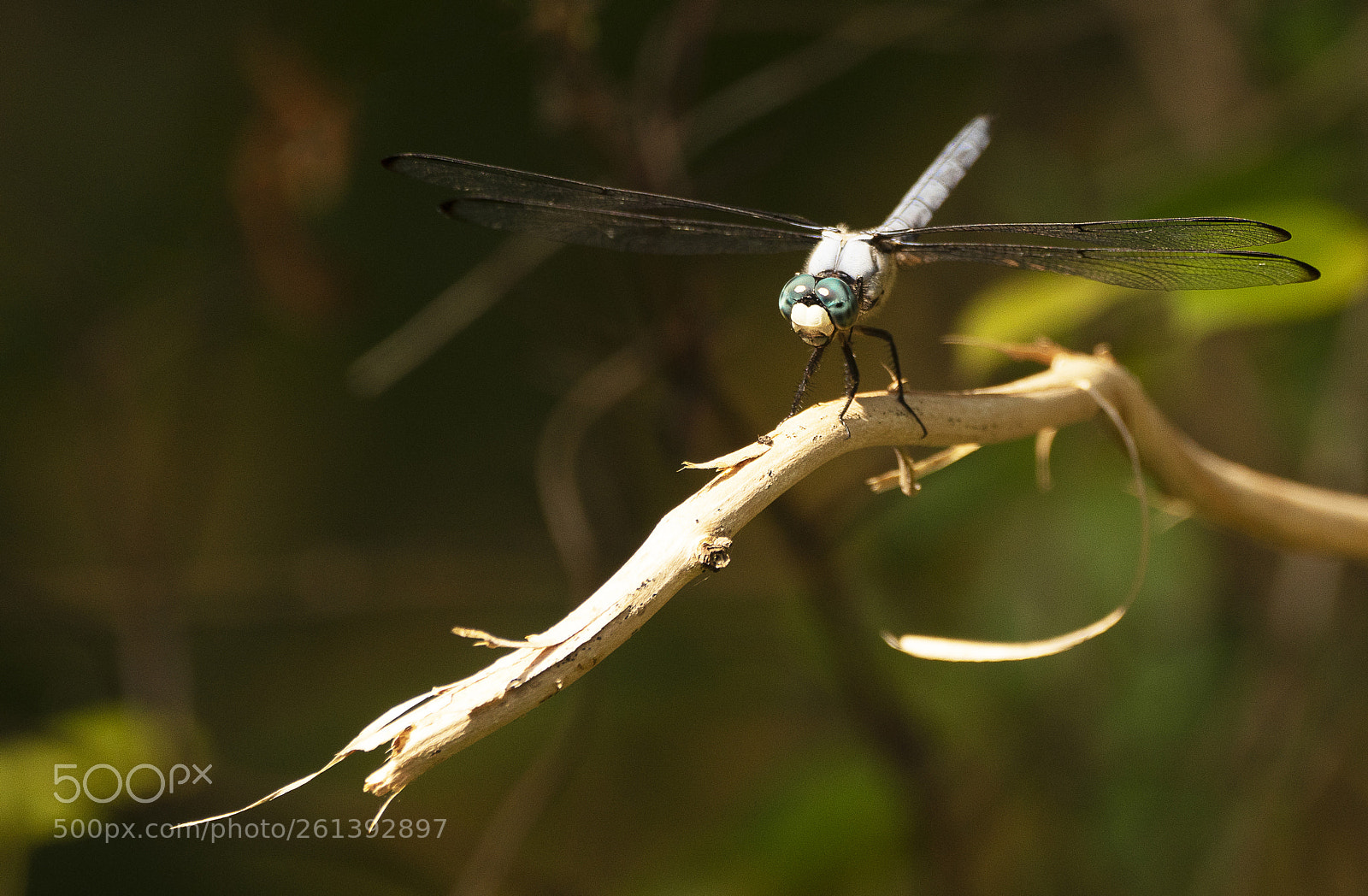 Sony a7R III sample photo. Blue dragonfly photography