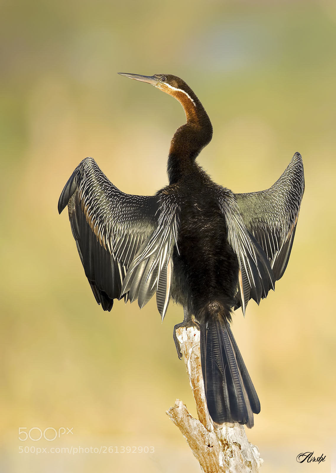 Nikon D5 sample photo. African darter/snake bird photography