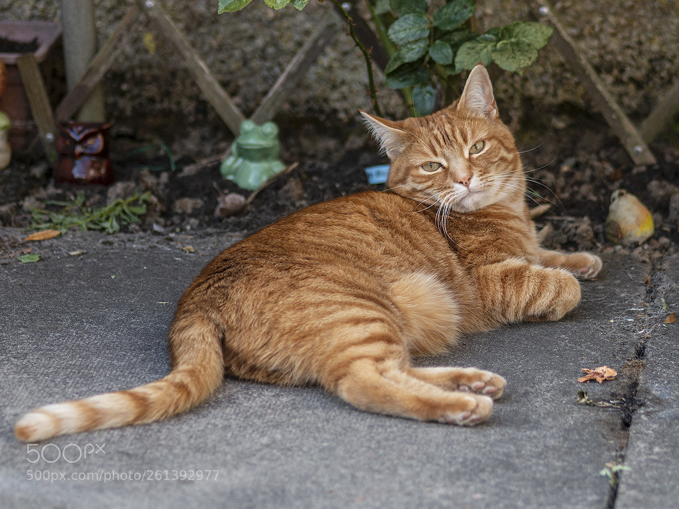 Canon EOS 70D sample photo. Sapphire photography