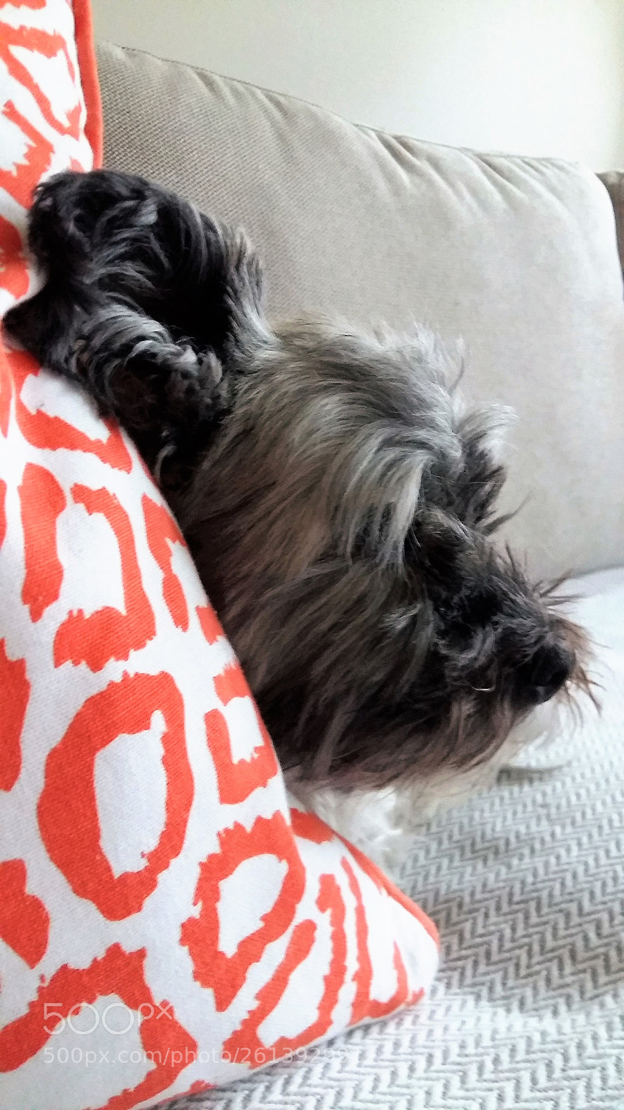 Samsung Galaxy A5 sample photo. Hiding behind the pillow photography