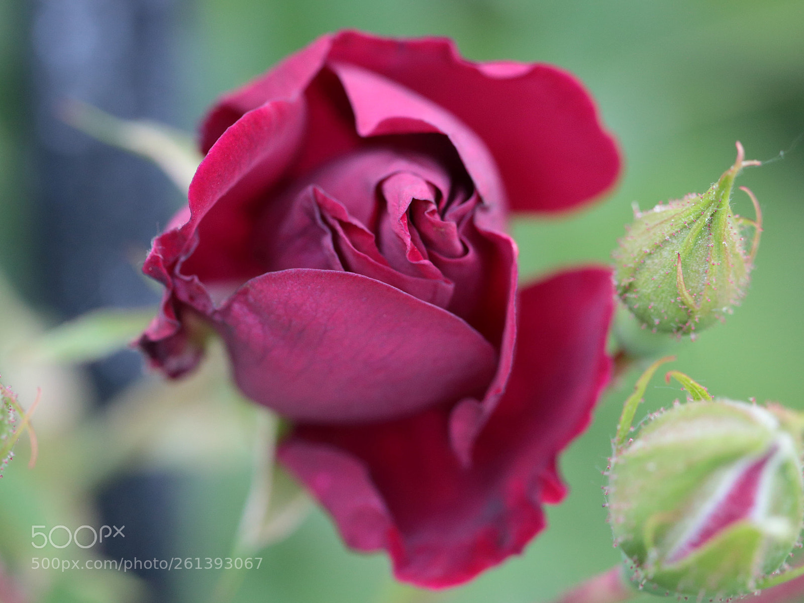 Canon EOS 70D sample photo. Rose photography