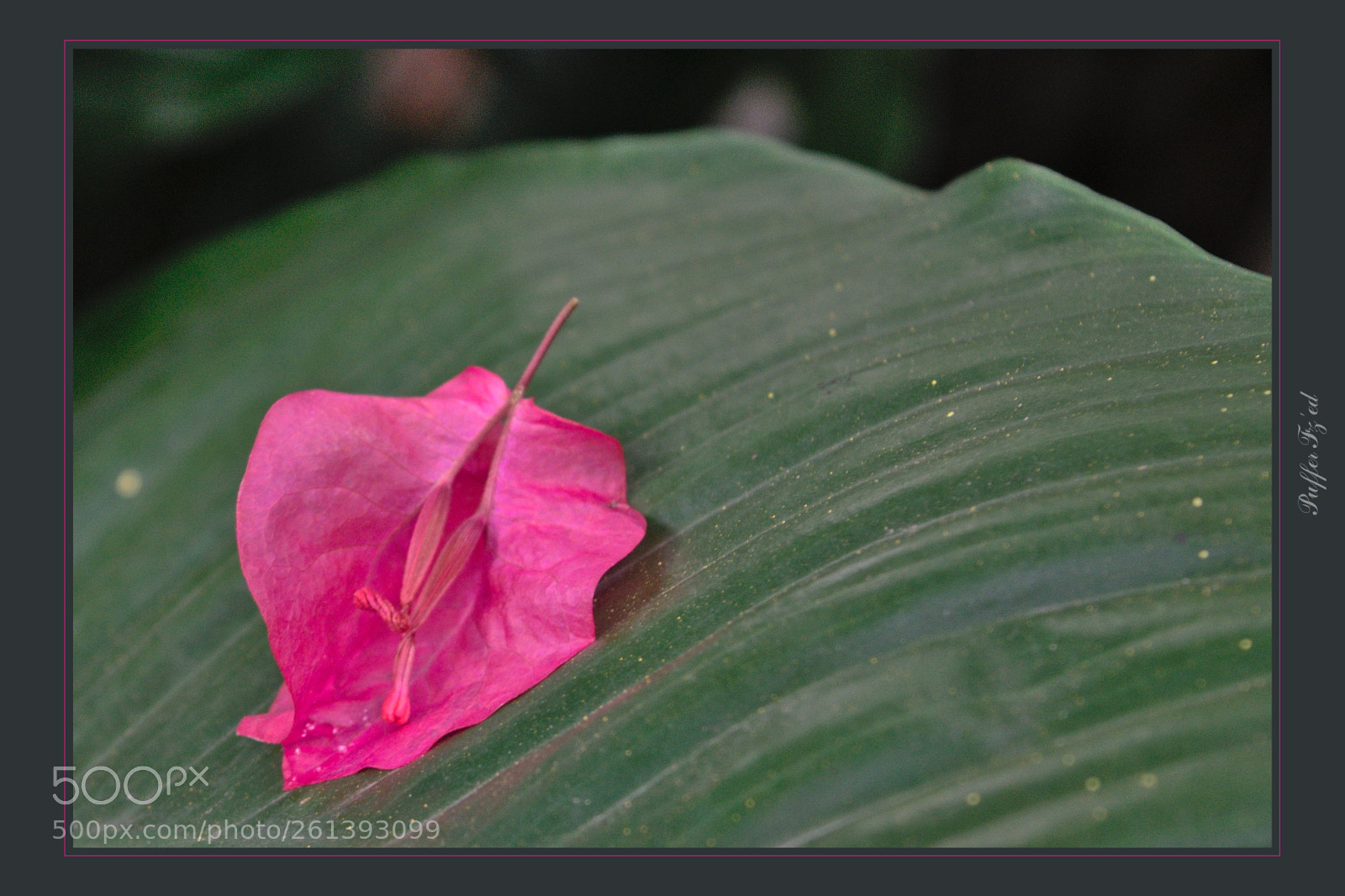 Nikon D3300 sample photo. Flower photography