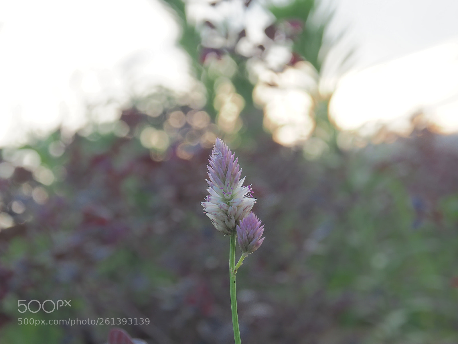 Olympus OM-D E-M5 II sample photo. Flower photography