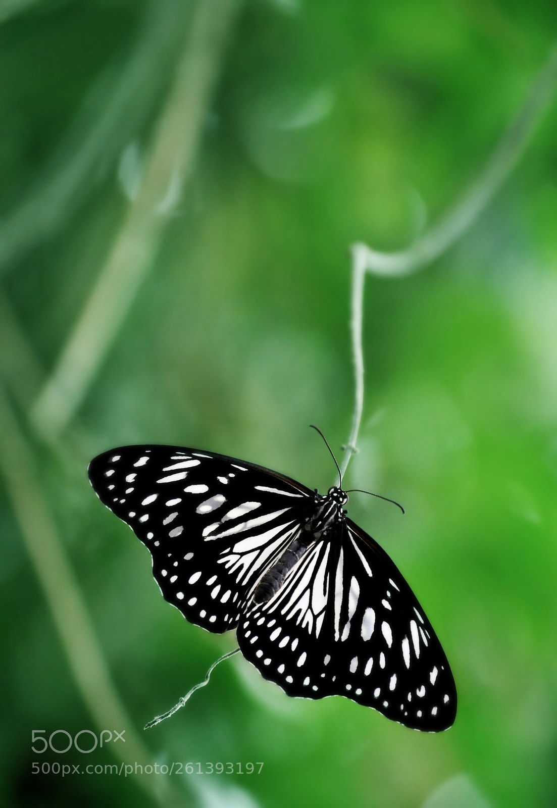 Nikon D700 sample photo. I didn t choose photography