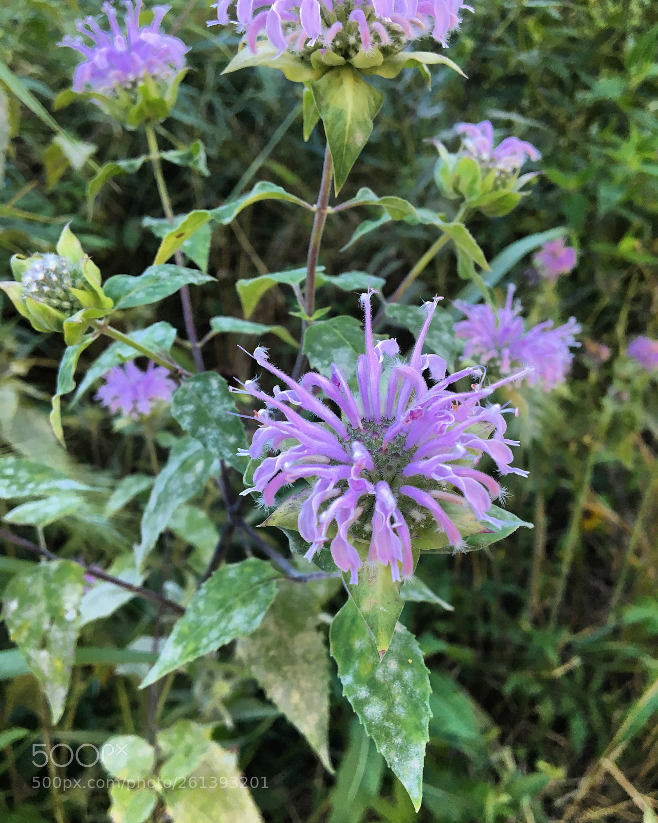 Apple iPhone 6s sample photo. Img photography