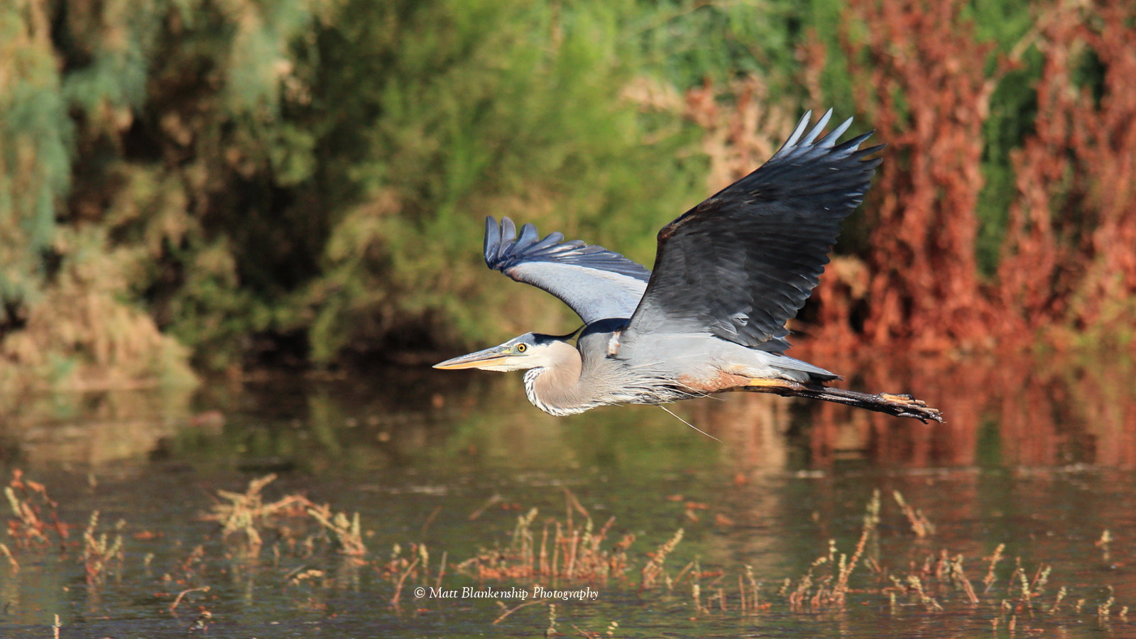 Canon EOS 70D sample photo. Great blue heron flyby. photography