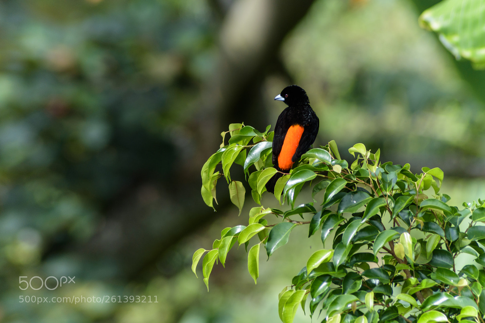 Nikon D5500 sample photo. Ramphocelus flammigerus photography