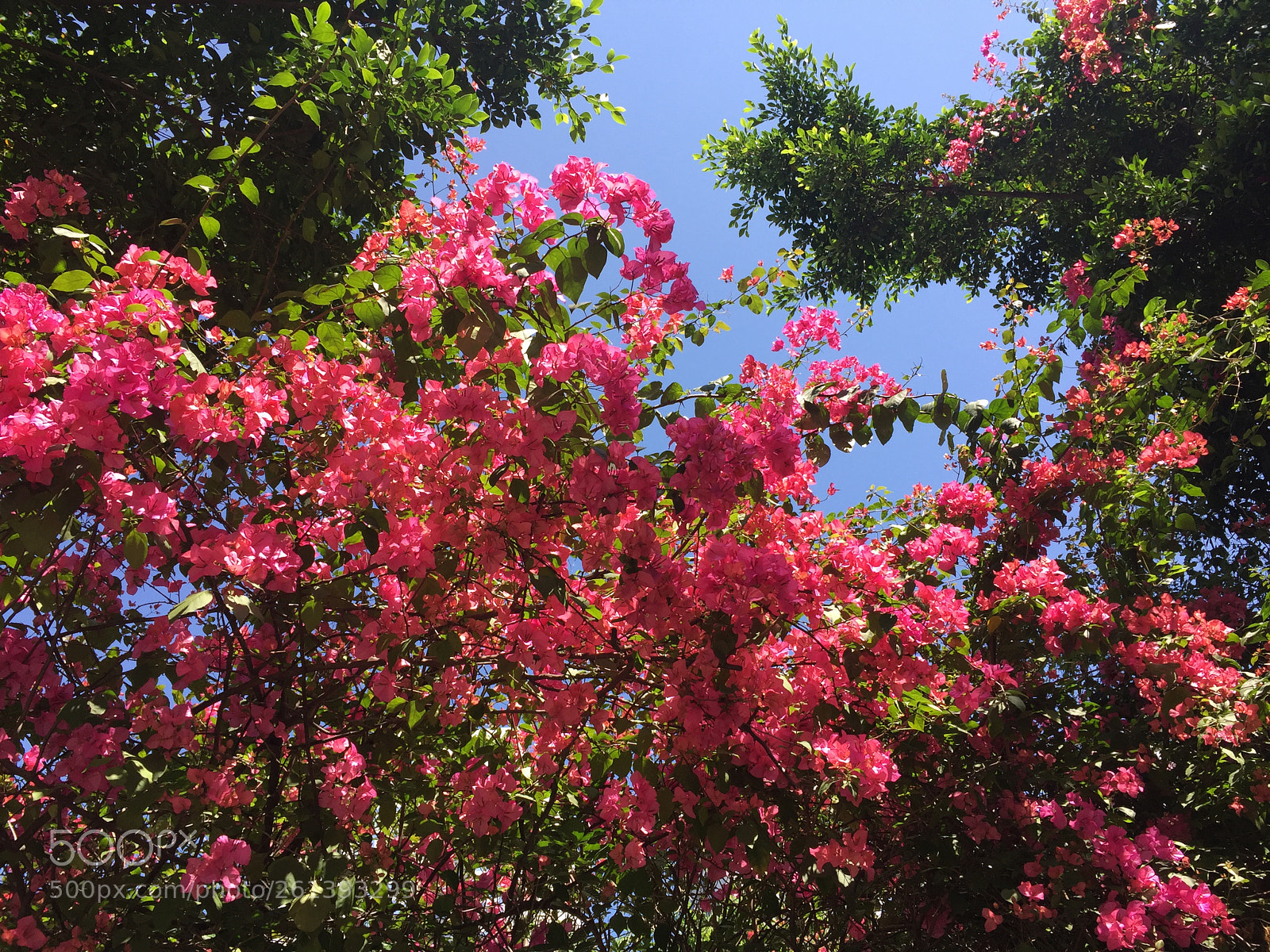 Apple iPhone 6 sample photo. 八角梅 photography