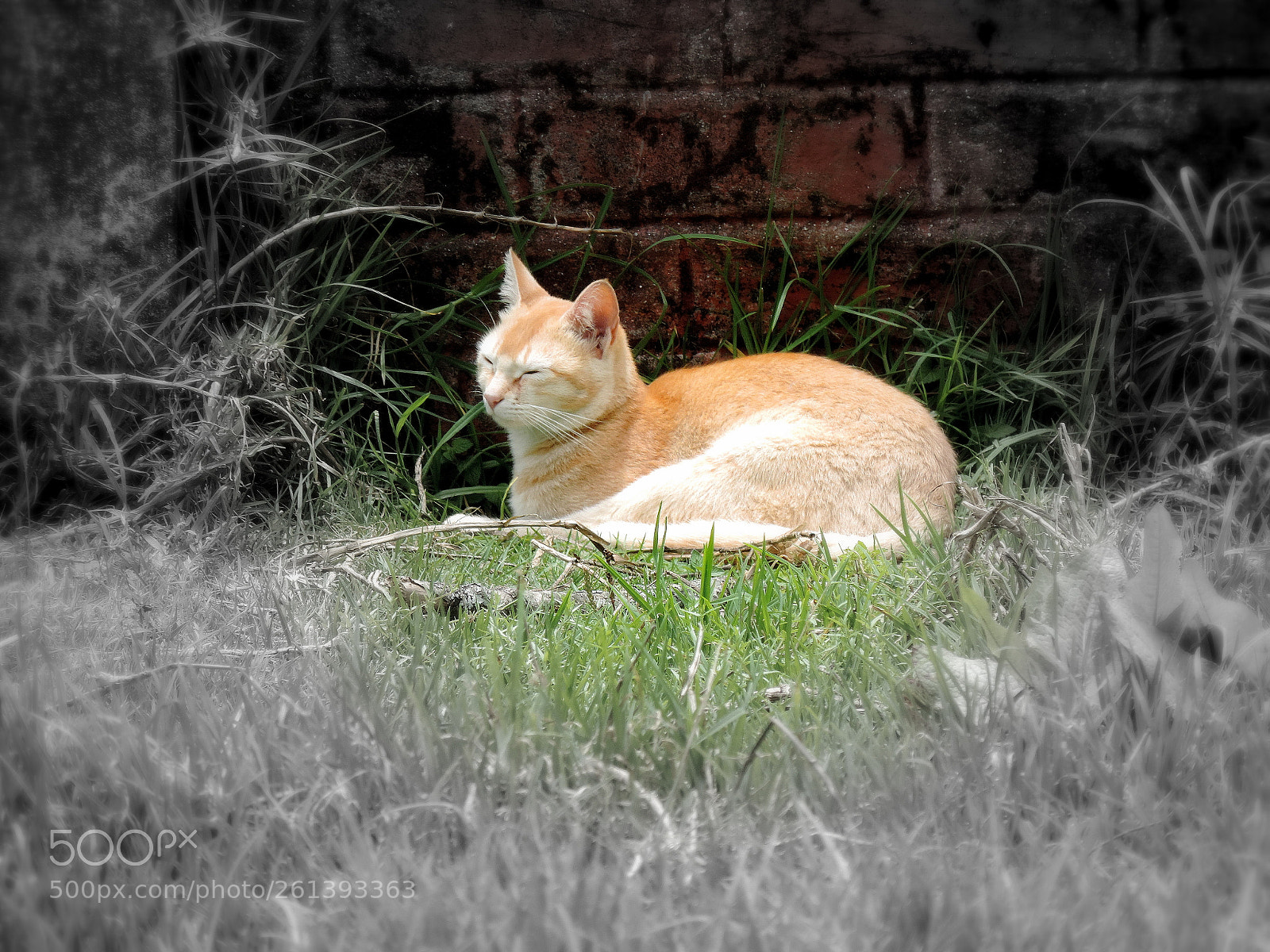 Nikon Coolpix P520 sample photo. Cat taking catnap !!! photography