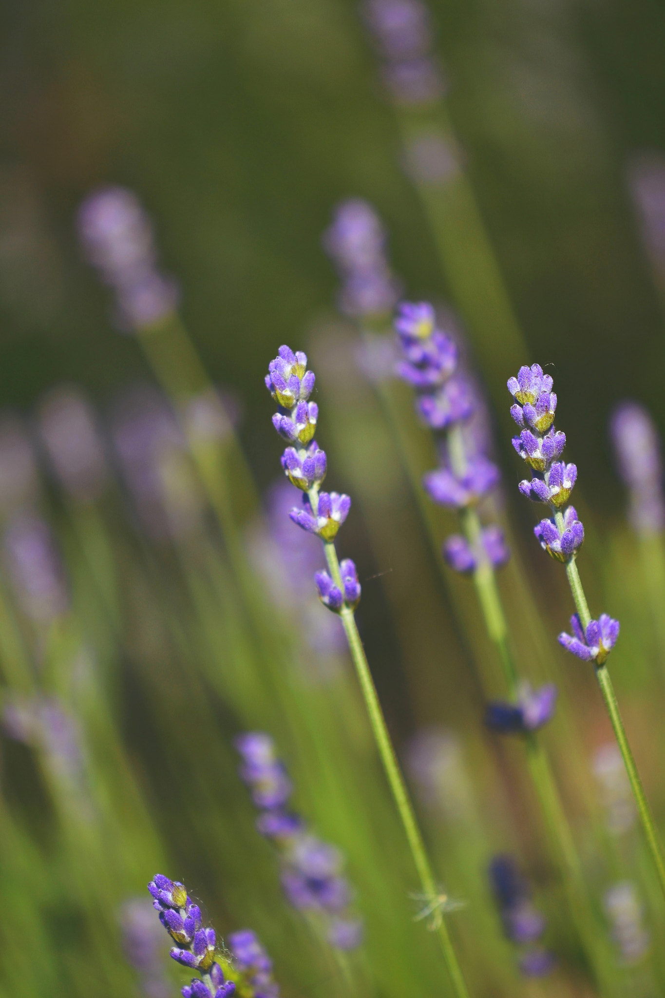 Nikon AF-S DX Micro-Nikkor 85mm F3.5G ED VR sample photo. . photography
