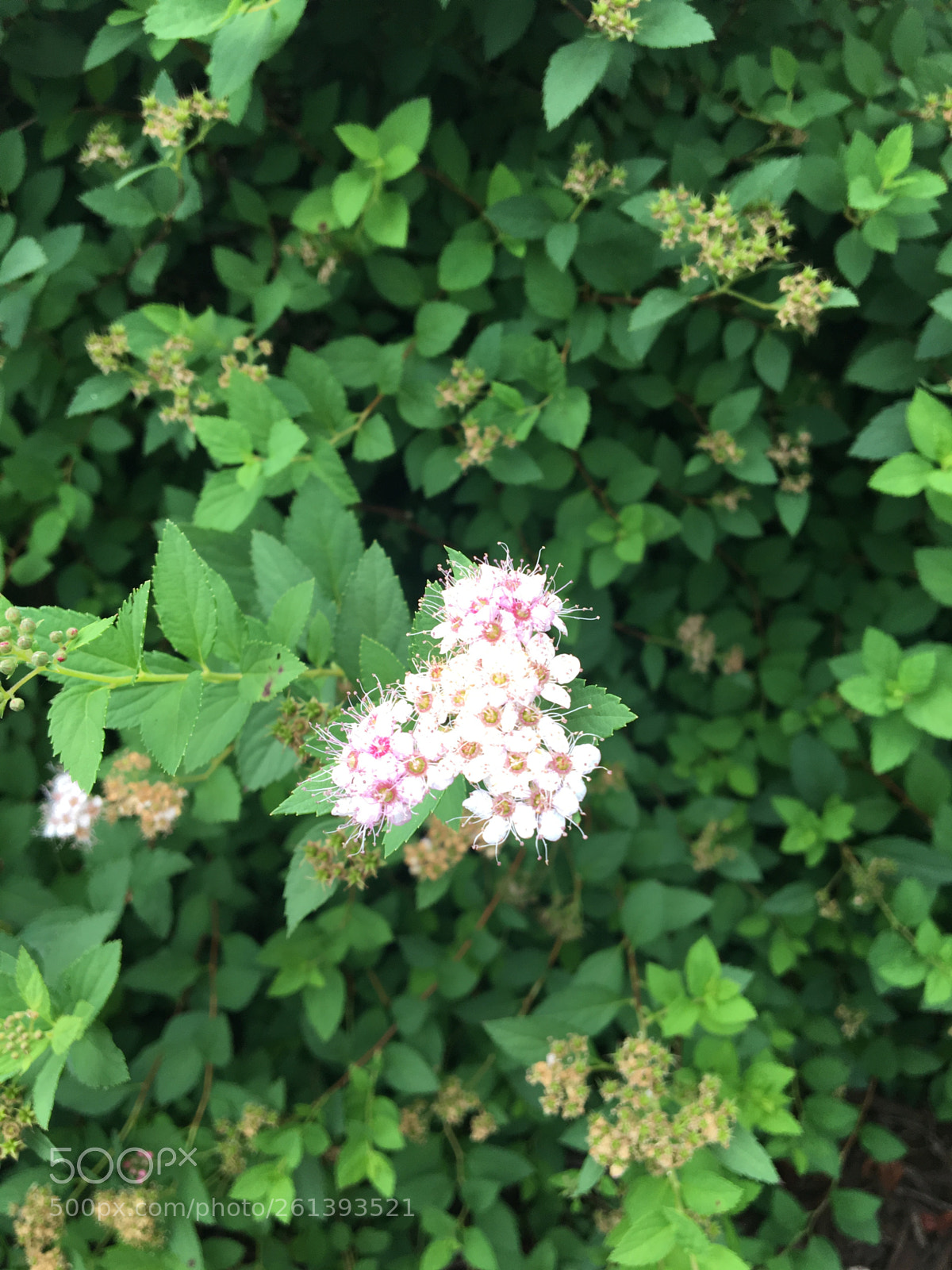 Apple iPhone 6s sample photo. Img photography