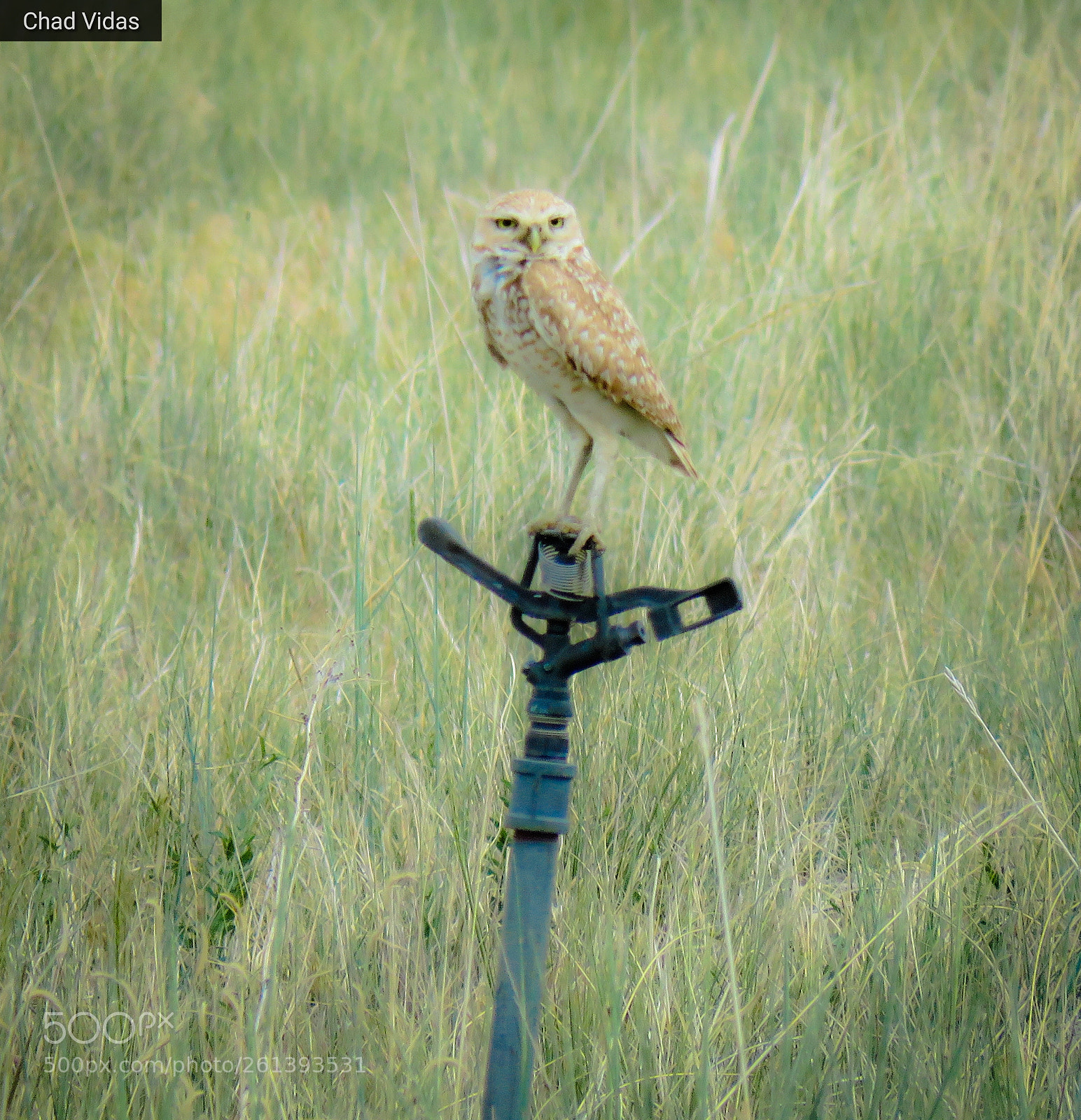Canon PowerShot SX60 HS sample photo. The burrowing owl photography