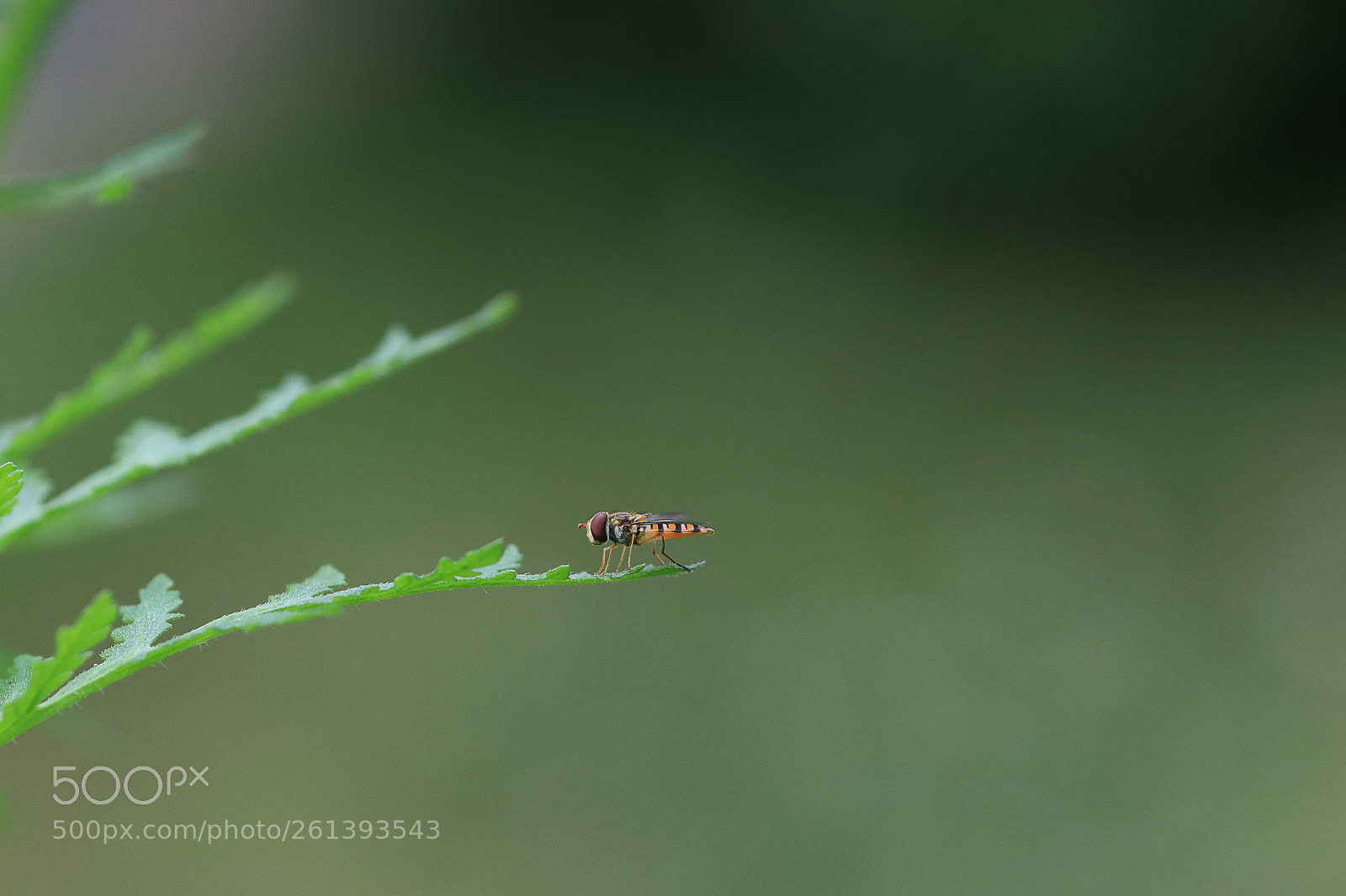 Canon EOS 80D sample photo. Macrophoto photography