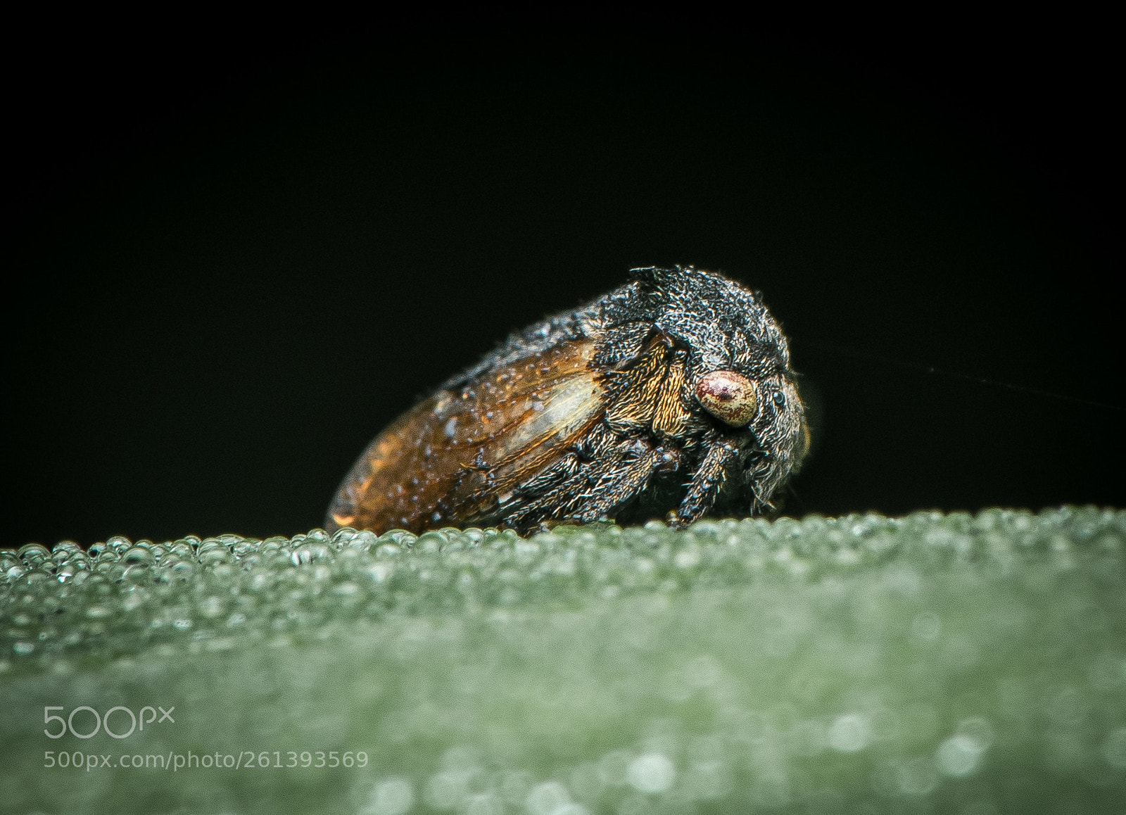 Nikon D810 sample photo. Leaf hopper photography